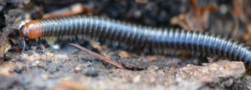 Cylindroiulus broti